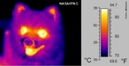 Imagem de um cão visto com infravermelho. <br /><br />  Palavras-chave: Eletromagnetismo, luz, radiação, infravermelho.