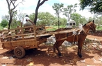 Cavalo puxando carroa