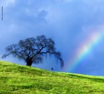 As cores do arco-ris podem ser vistas quando a luz do sol  dispersada por milhes de gotas de gua da chuva, elas agem como prismas e tornam visveis as cores que compem os anis coloridos do arco-ris. <br /><br /> Palavras-chave: ptica, luz, prisma, disperso, espectro de cores, ondas, arco-ris.